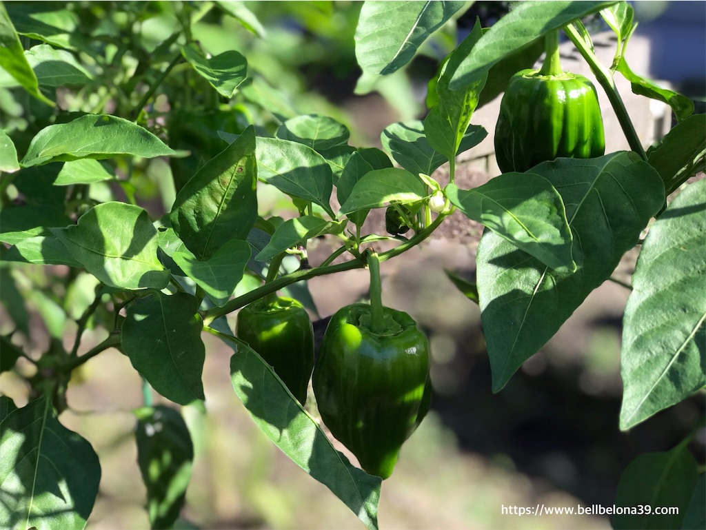 f:id:bellbelona39:20190919100819j:image