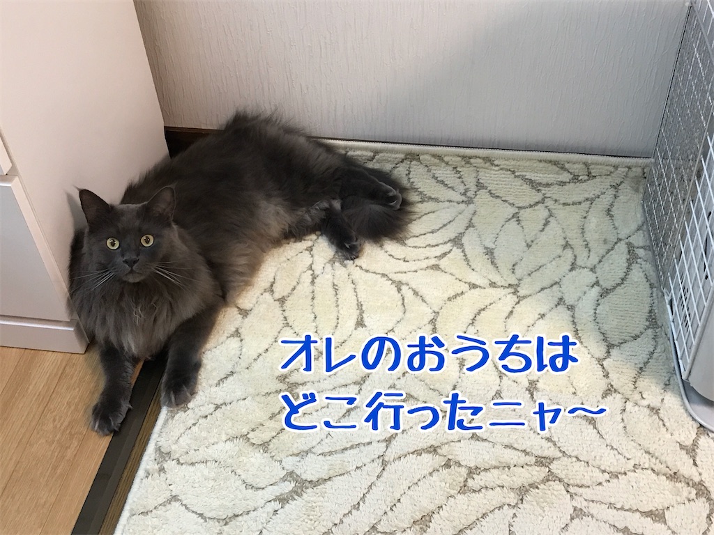 f:id:bellbelona39:20191231150923j:image f:id:bellbelona39:20191231150923j:image