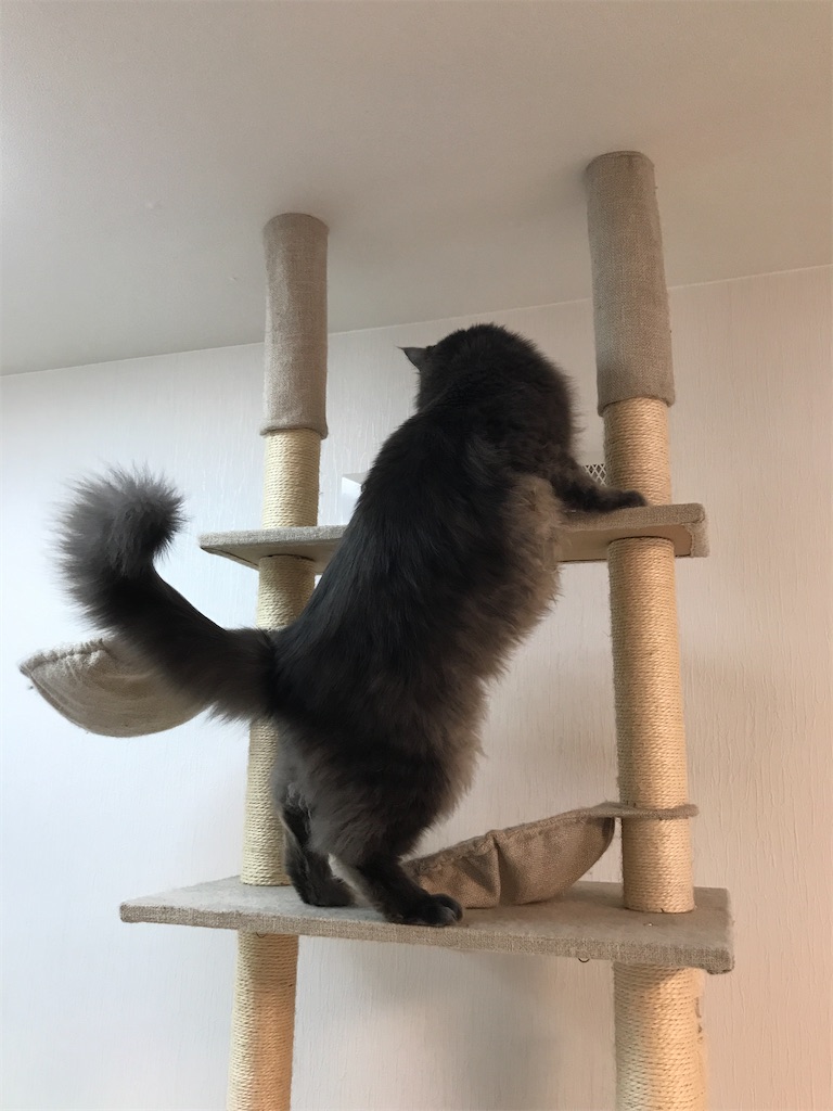 f:id:bellbelona39:20191231151019j:image f:id:bellbelona39:20191231151019j:image