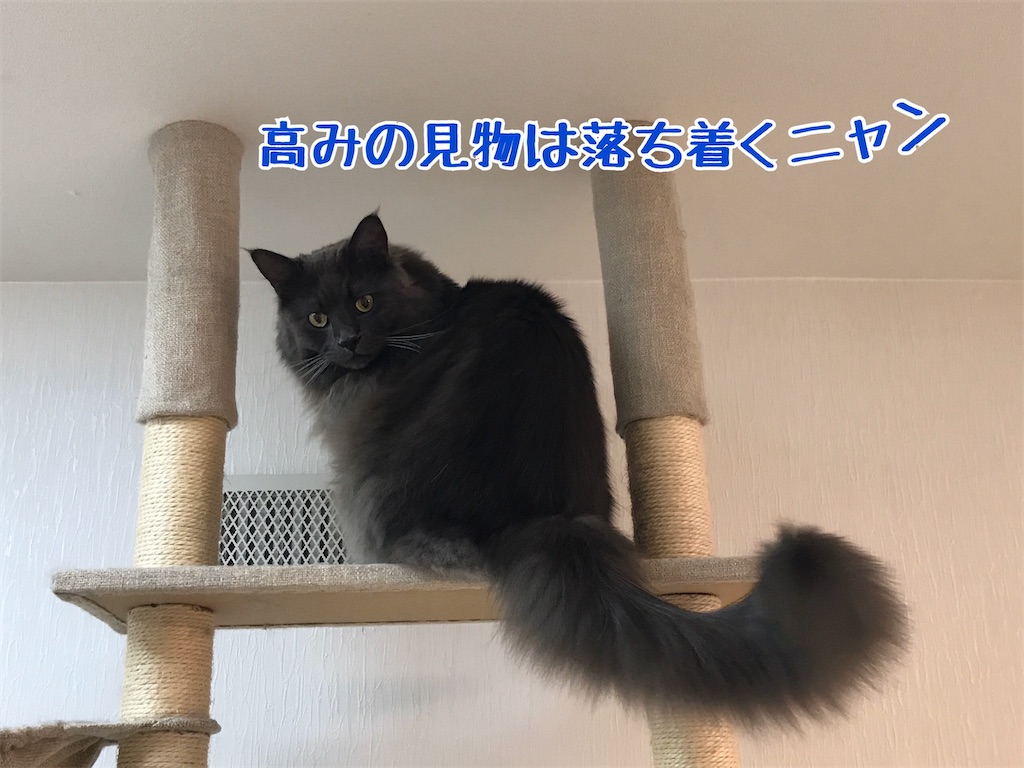 f:id:bellbelona39:20191231151519j:image f:id:bellbelona39:20191231151519j:image