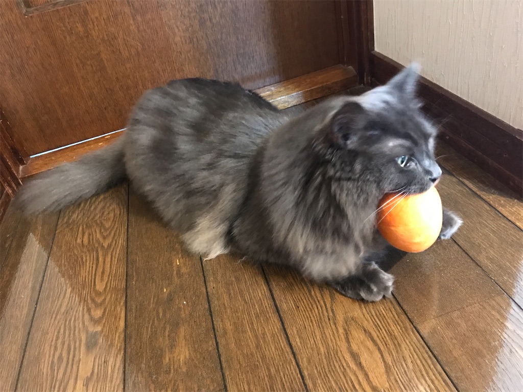 f:id:bellbelona39:20200511231639j:image