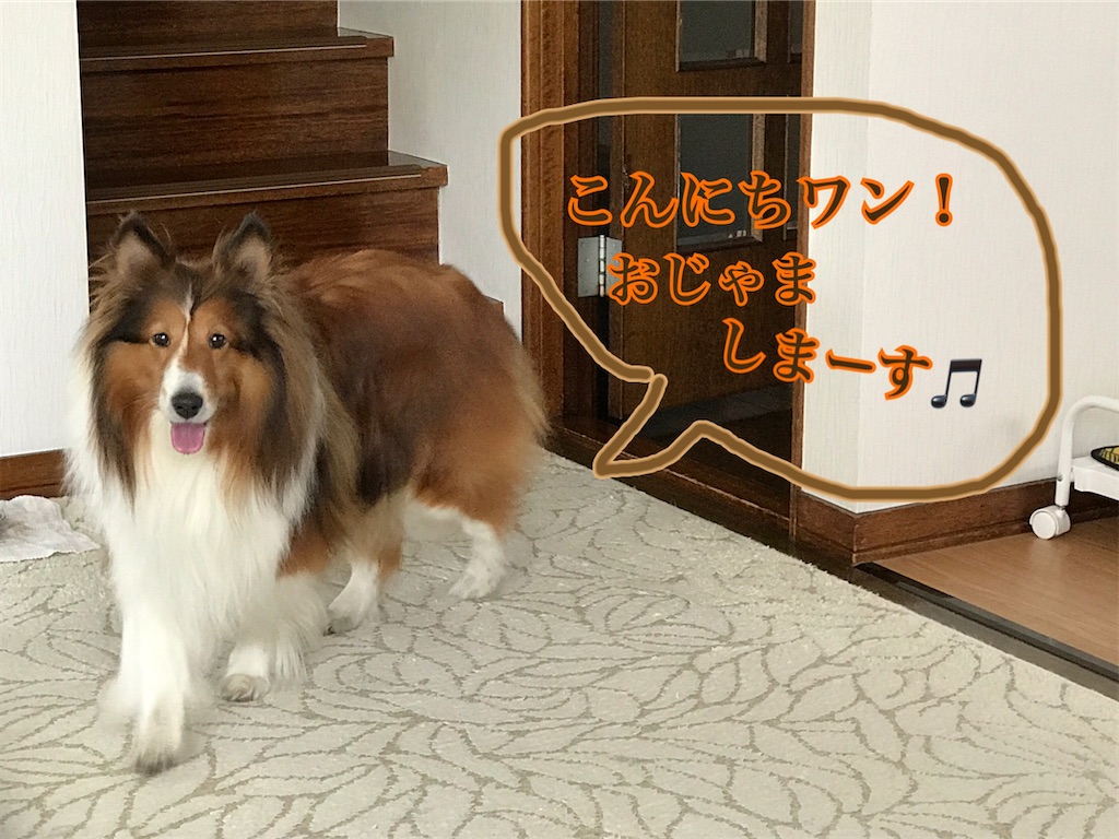 f:id:bellbelona39:20200609102831j:image