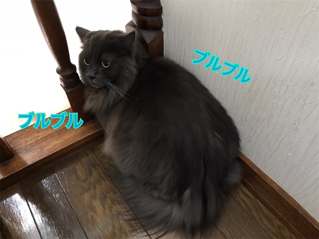 f:id:bellbelona39:20200609103115j:image