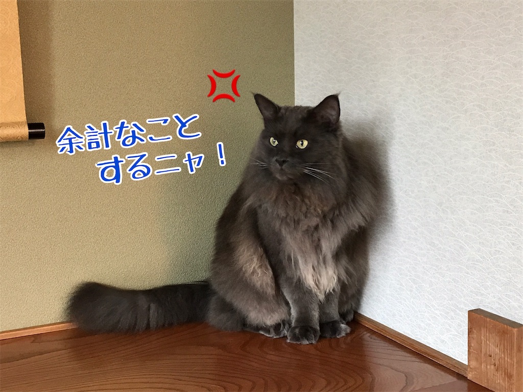 f:id:bellbelona39:20200715164156j:plain f:id:bellbelona39:20200715164156j:plain