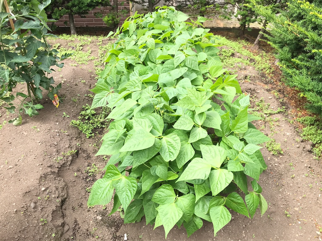 f:id:bellbelona39:20200718142047j:plain