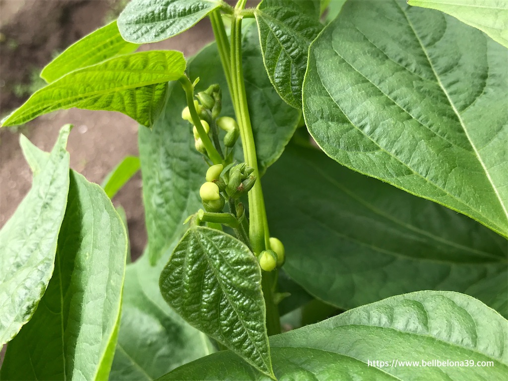 f:id:bellbelona39:20200718142110j:plain