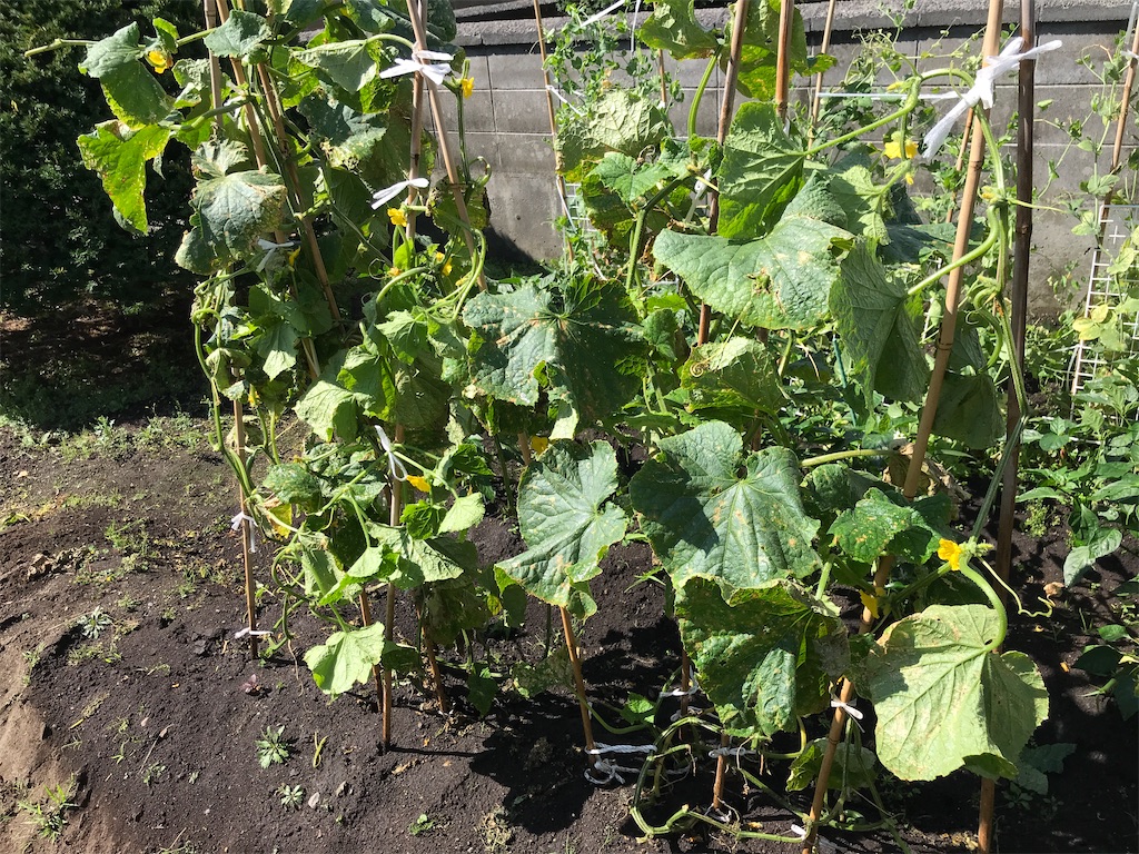 f:id:bellbelona39:20200818105426j:plain f:id:bellbelona39:20200818105426j:plain