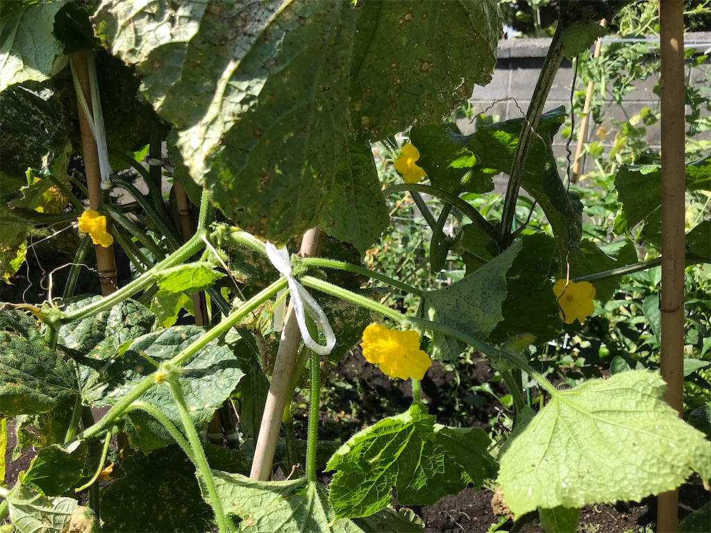 f:id:bellbelona39:20200818105439j:plain f:id:bellbelona39:20200818105439j:plain