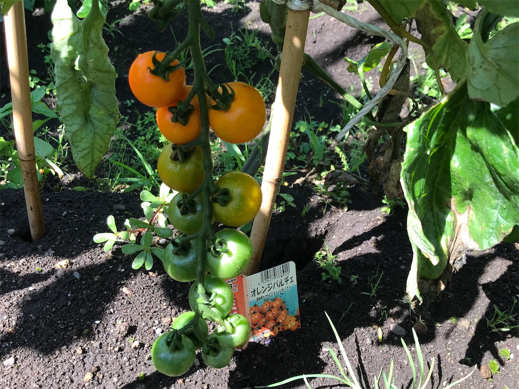 f:id:bellbelona39:20200818105610j:plain f:id:bellbelona39:20200818105610j:plain