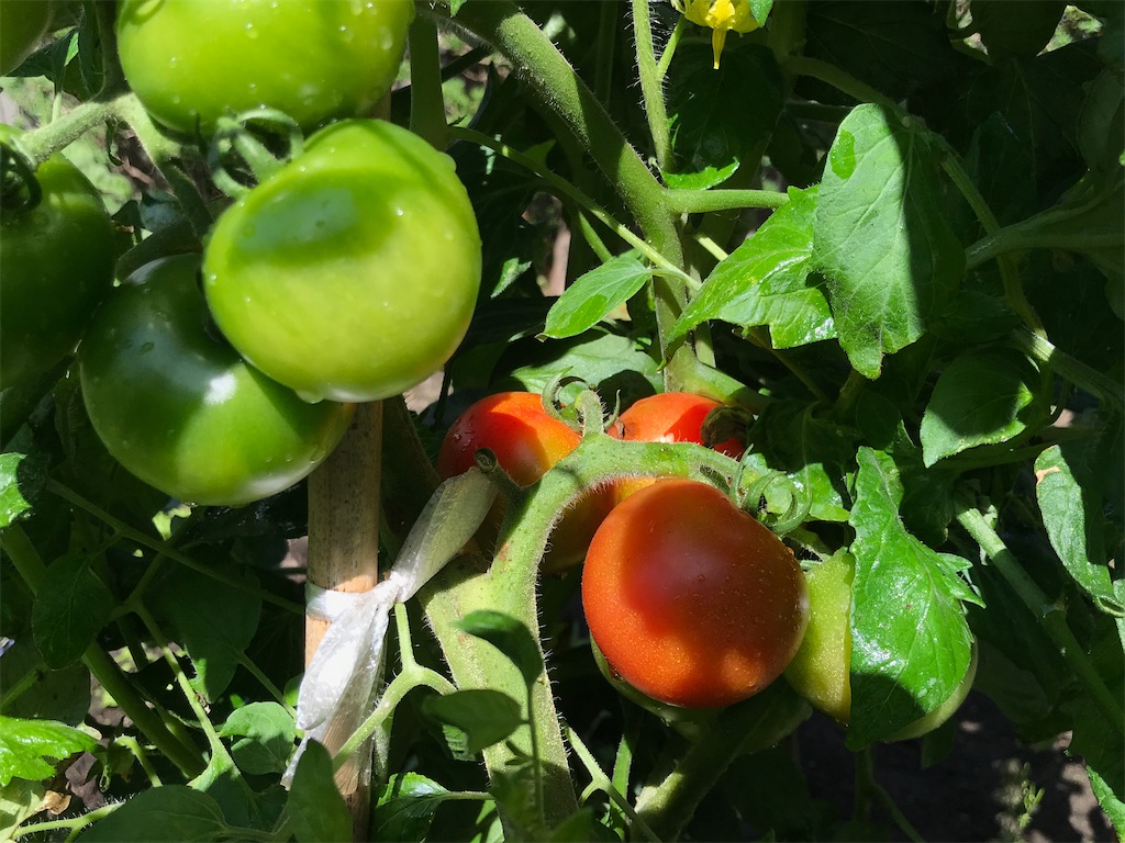 f:id:bellbelona39:20200818105753j:plain f:id:bellbelona39:20200818105753j:plain