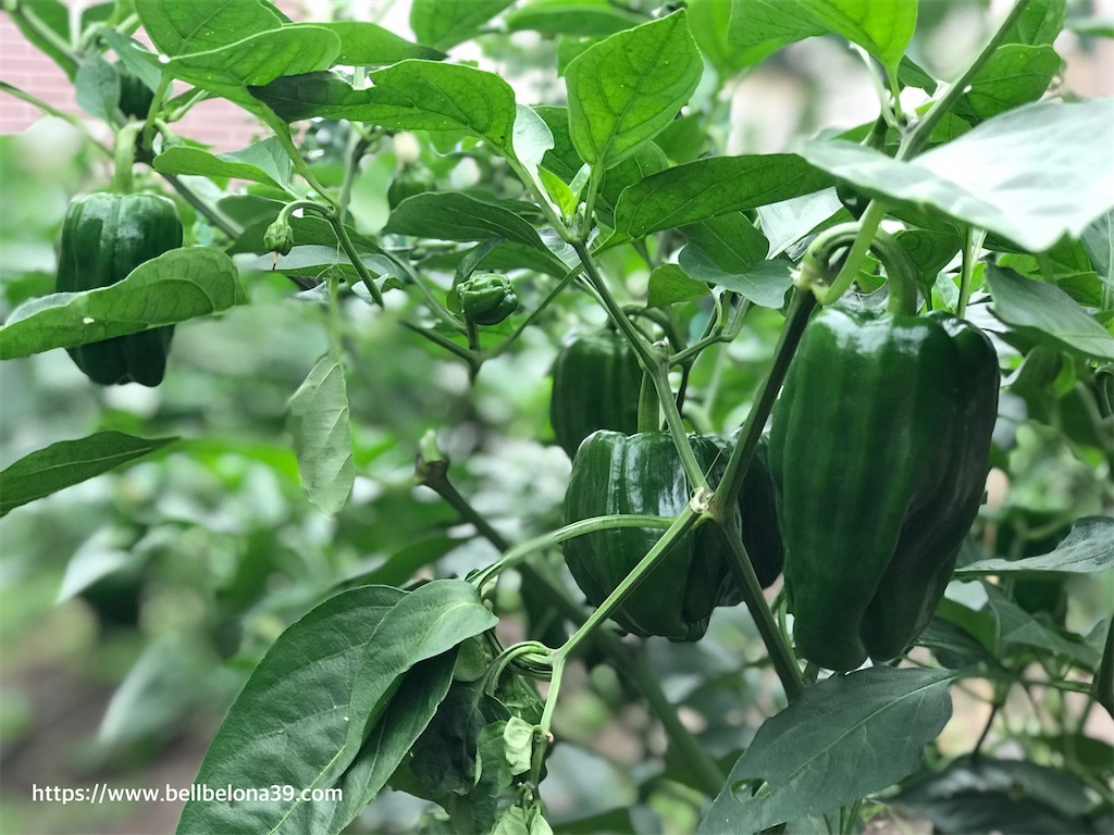 f:id:bellbelona39:20200825161523j:plain