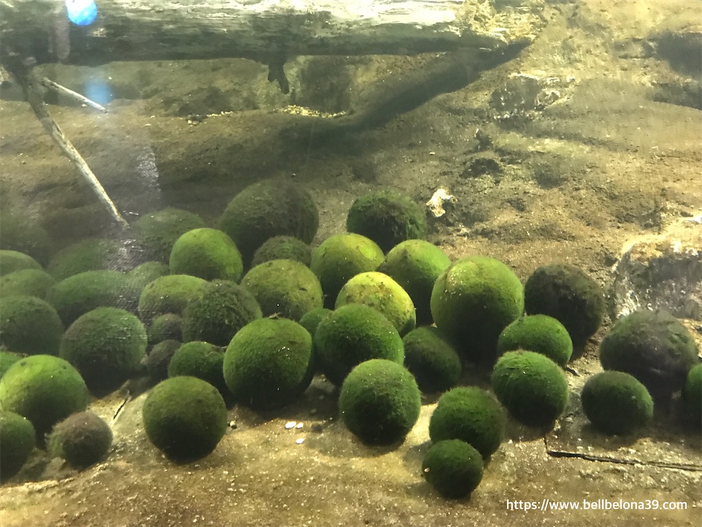 f:id:bellbelona39:20201112143224j:plain f:id:bellbelona39:20201112143224j:plain