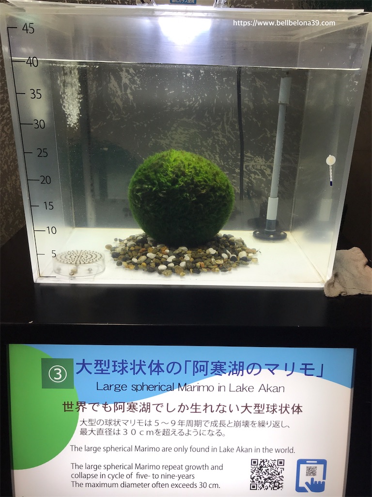 f:id:bellbelona39:20201112143251j:plain f:id:bellbelona39:20201112143251j:plain