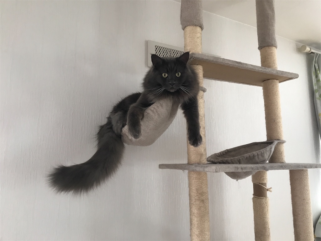 f:id:bellbelona39:20210119104910j:plain