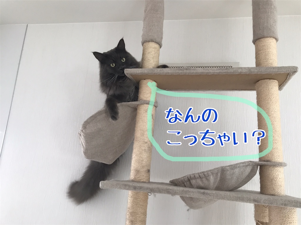 f:id:bellbelona39:20210119105756j:plain