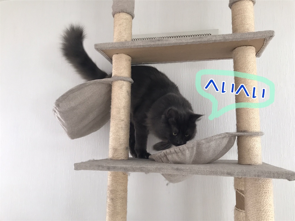 f:id:bellbelona39:20210119105822j:plain