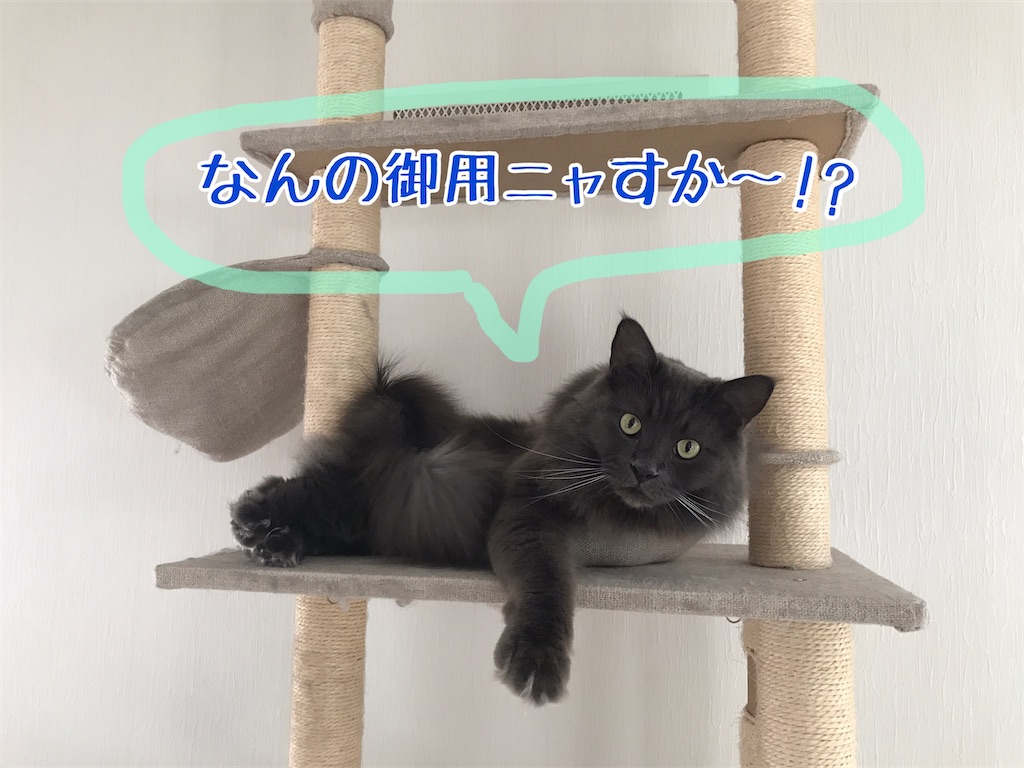 f:id:bellbelona39:20210119105859j:plain