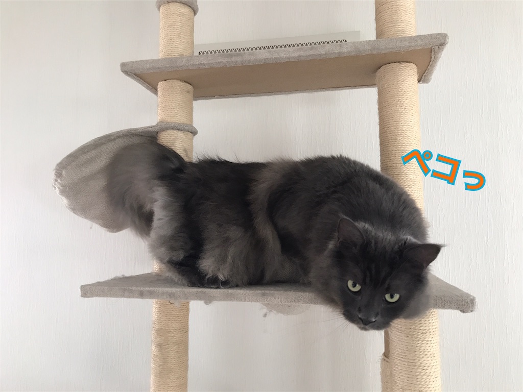 f:id:bellbelona39:20210119110046j:plain