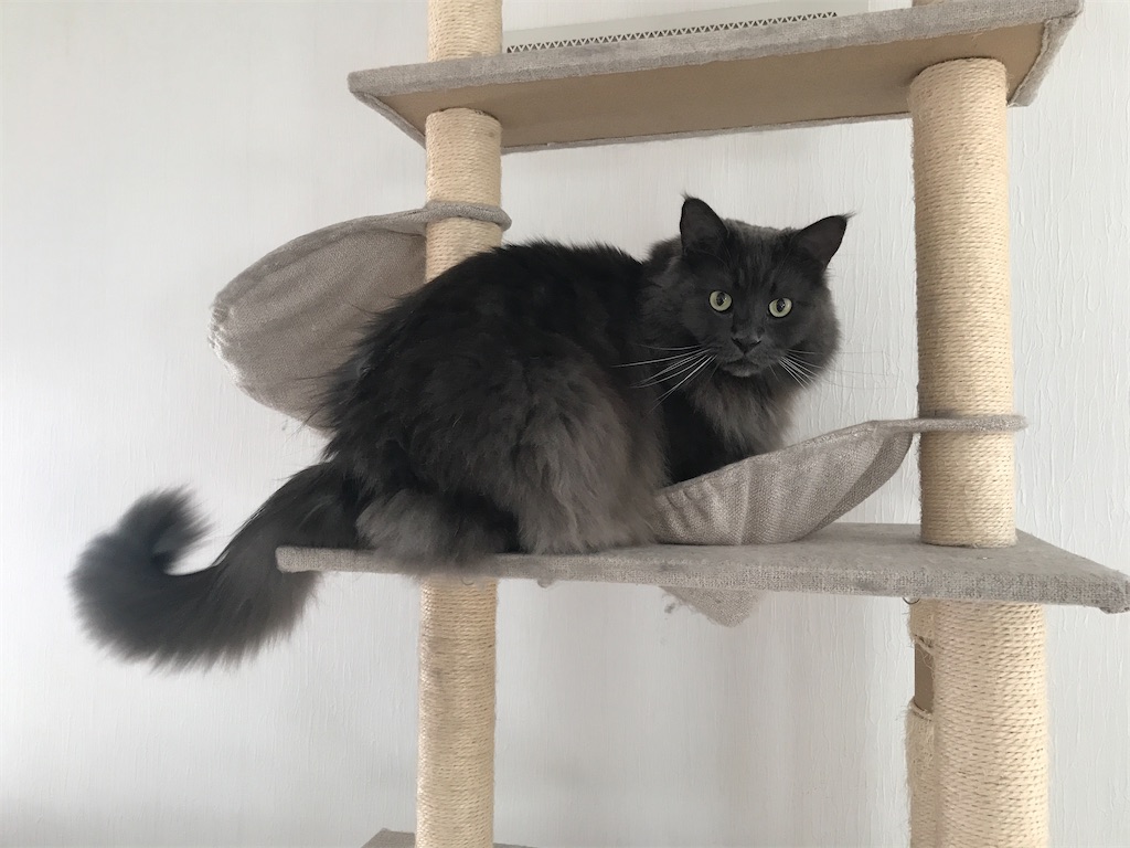 f:id:bellbelona39:20210119110133j:plain