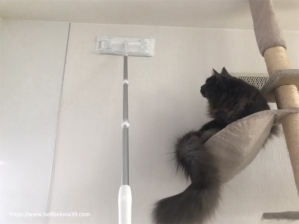 f:id:bellbelona39:20210205155353j:plain