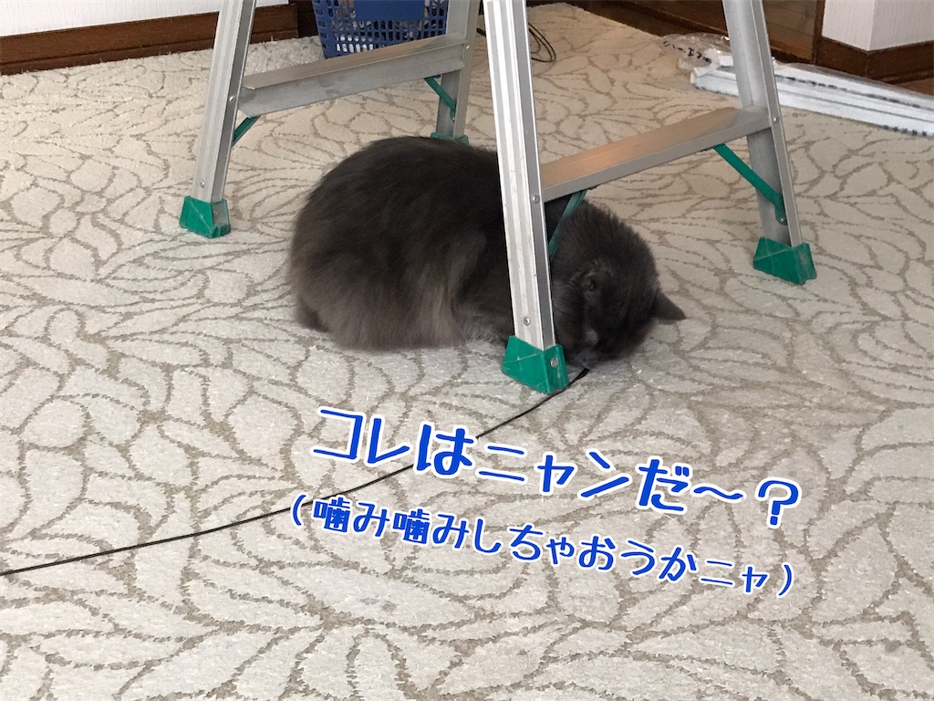 f:id:bellbelona39:20210601155336j:plain