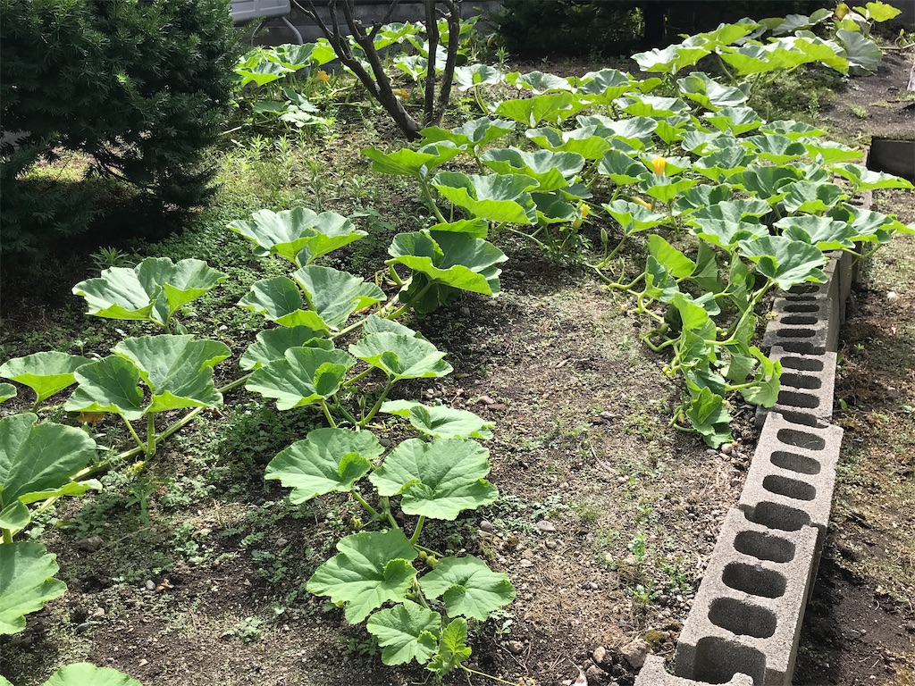 f:id:bellbelona39:20210819142729j:plain