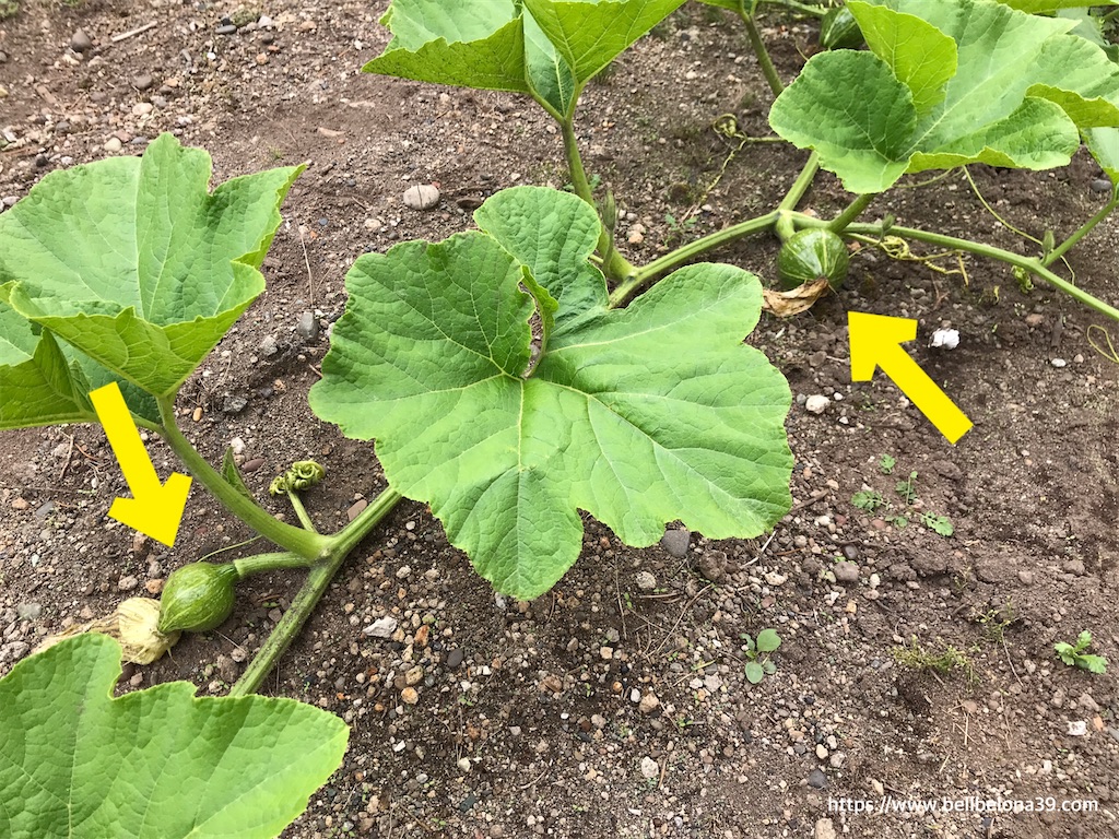 f:id:bellbelona39:20210819142740j:plain