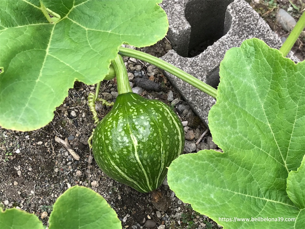 f:id:bellbelona39:20210819142758j:plain