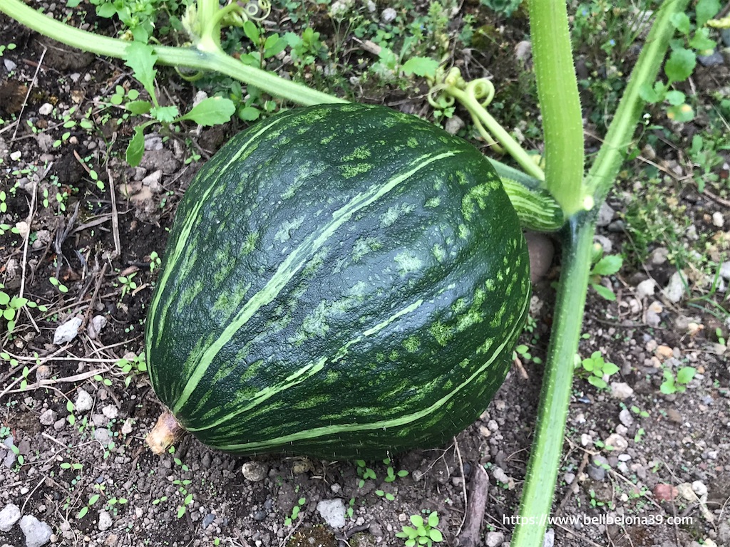 f:id:bellbelona39:20210819142815j:plain