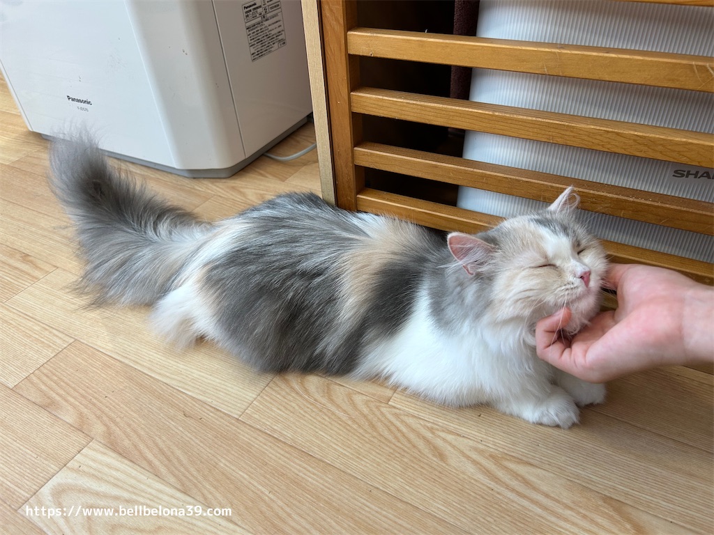 初体験！猫カフェに行ってきました♪ 【Puchi Marry（プチマリー