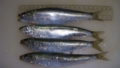 20100515135414