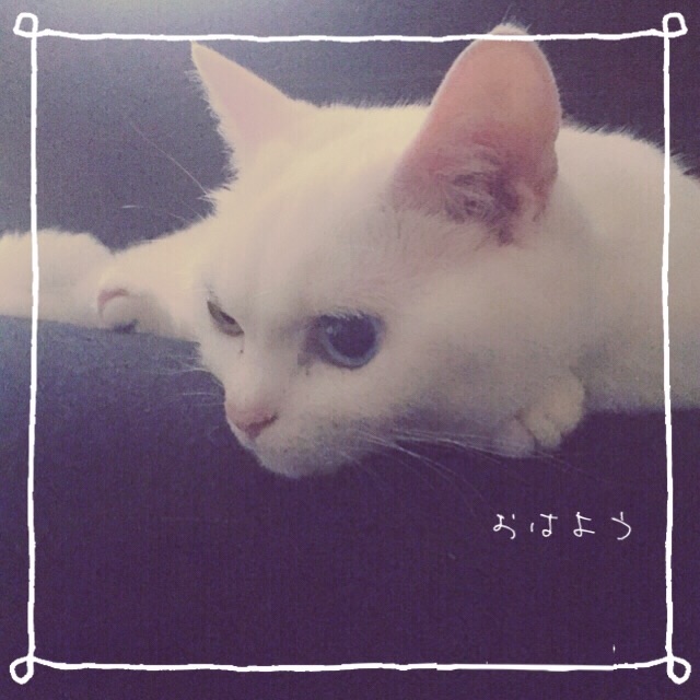 f:id:belly0628:20150621110414j:image f:id:belly0628:20150621110414j:image