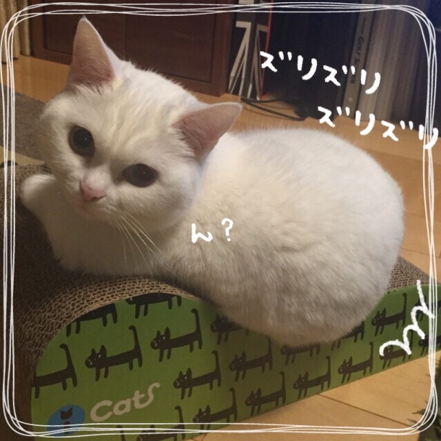 f:id:belly0628:20150629143140j:image f:id:belly0628:20150629143140j:image