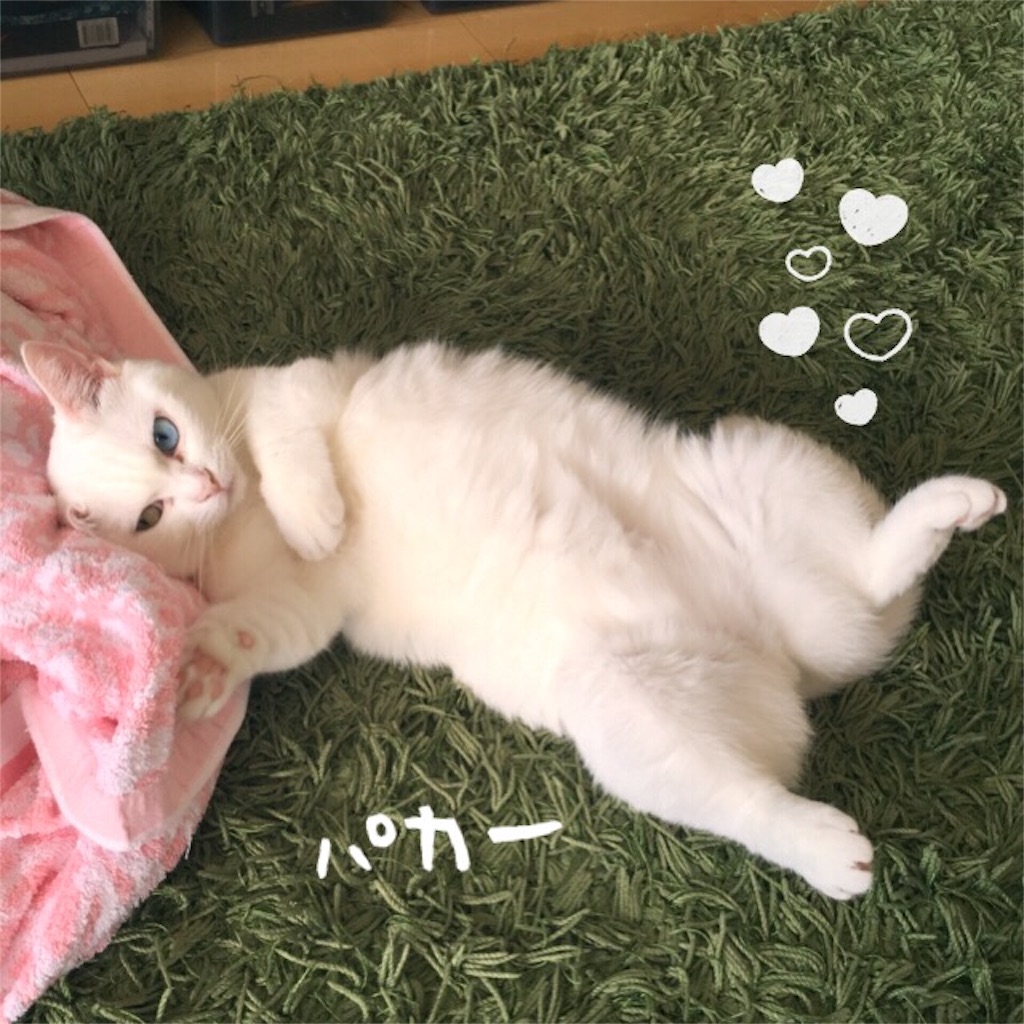 f:id:belly0628:20160904181433j:image f:id:belly0628:20160904181433j:image