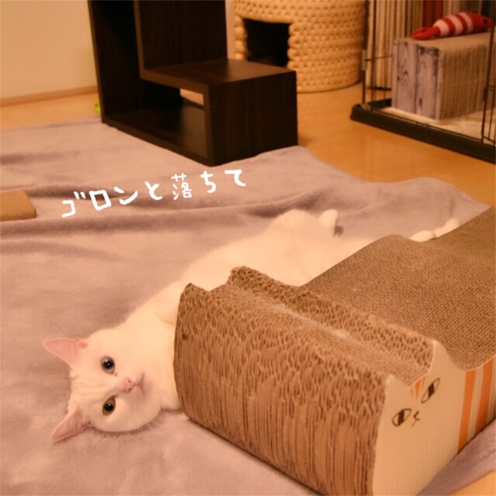 f:id:belly0628:20160913223542j:image f:id:belly0628:20160913223542j:image