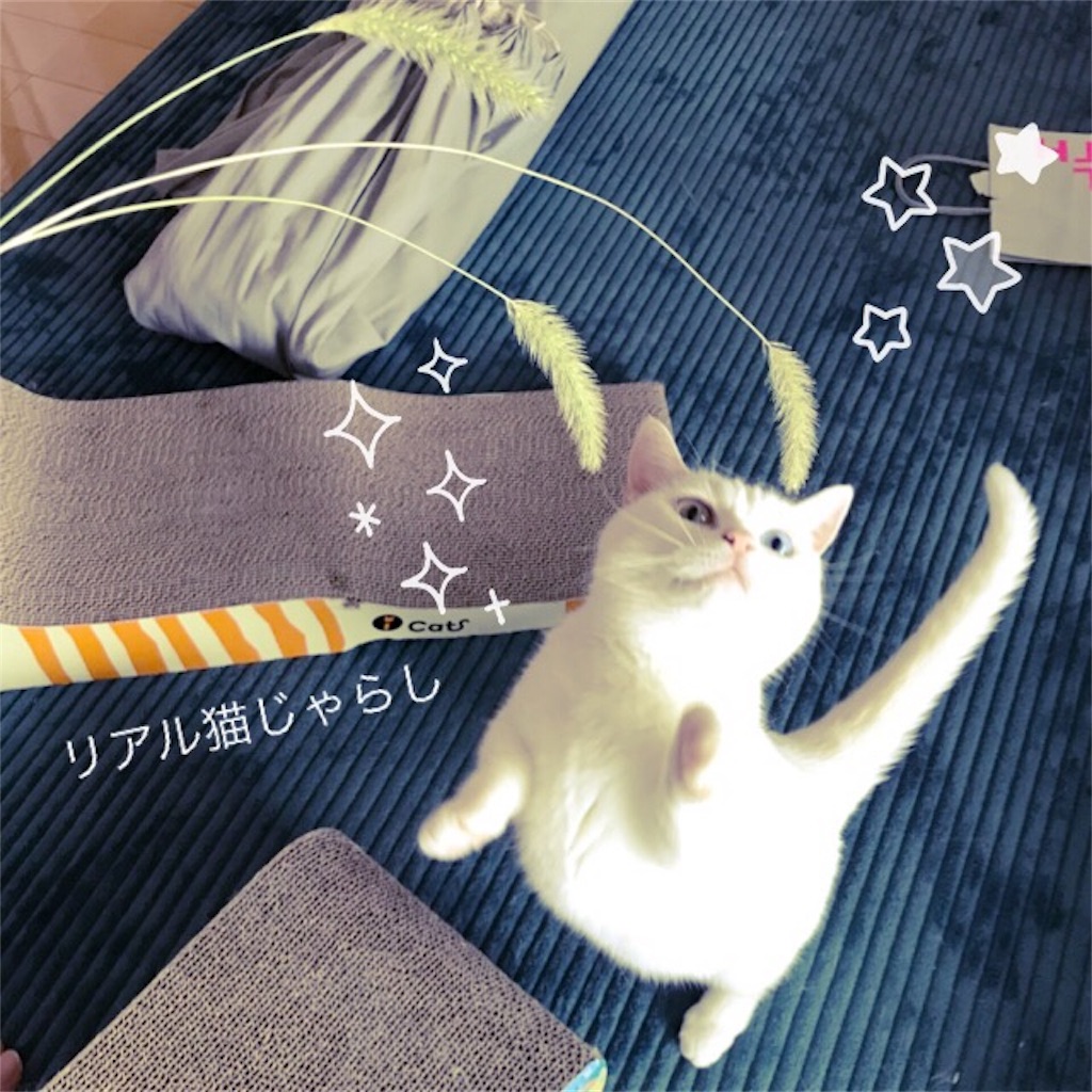 f:id:belly0628:20170908054134j:image f:id:belly0628:20170908054134j:image