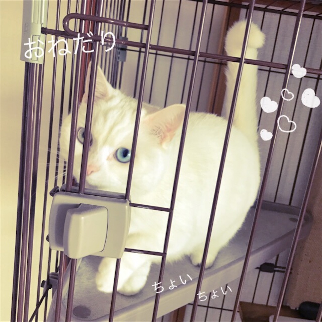 f:id:belly0628:20170908091344j:image f:id:belly0628:20170908091344j:image
