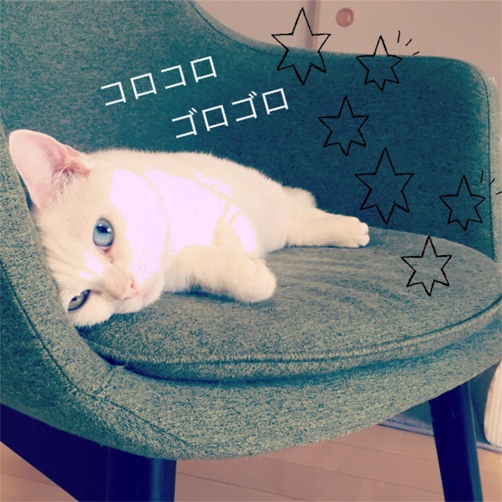 今年も話題の iCat アイキャット つめとぎ しまネコロング チャコールサーモン shipsctc.org 今年も話題の iCat アイキャット つめとぎ しまネコロング チャコールサーモン shipsctc.org