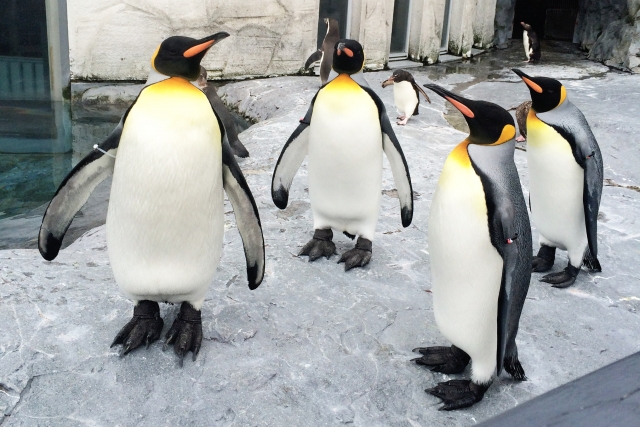 f:id:belphegor729:20200525155759j:plain