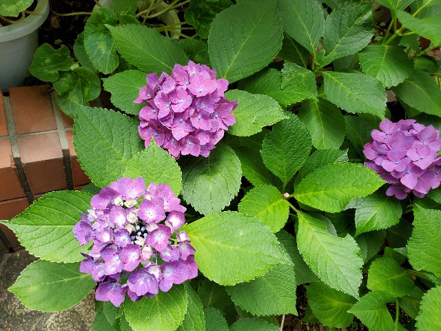f:id:beltel:20210622111532j:image