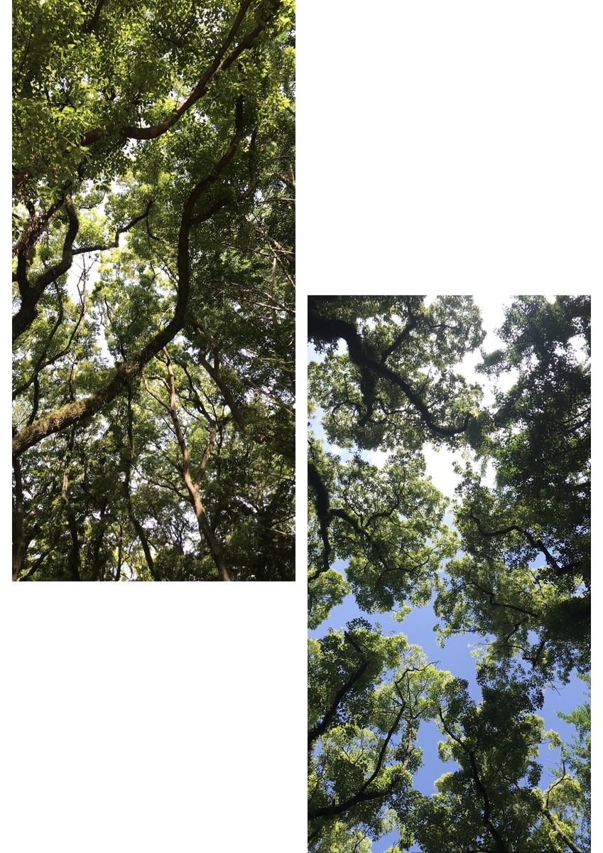 f:id:beniharu:20200605233302j:plain