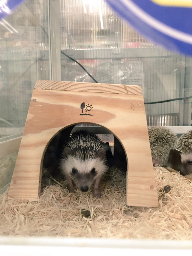 ハリネズミを予約注文しました ハリネズミのムギとの毎日