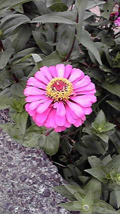 f:id:benishimamenou:20090816150002j:image