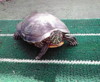 f:id:benishimamenou:20091210084149j:image:right