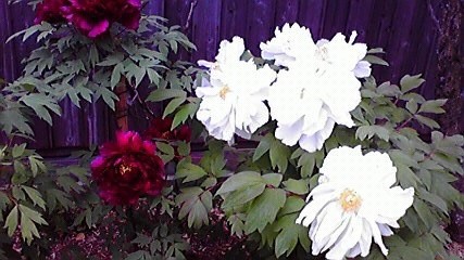 f:id:benishimamenou:20110504174602j:image
