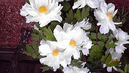 f:id:benishimamenou:20110504174603j:image