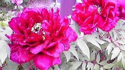 f:id:benishimamenou:20110504174604j:image