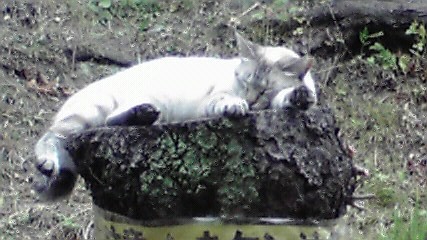 f:id:benishimamenou:20110703222741j:image:w360