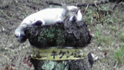 f:id:benishimamenou:20110703222742j:image:w360