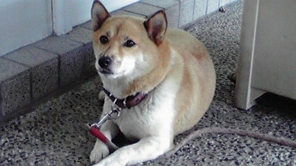 f:id:benishimamenou:20110815210811j:image:w360